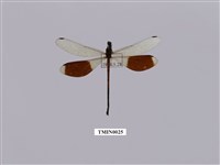 藏品(短腹幽蟌)的圖片